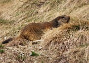 Festa di fiori e marmotte sui sentieri per i Monti Foppa (1895 m) e Avaro (2088 m)–28magg25- FOTOGALLERY